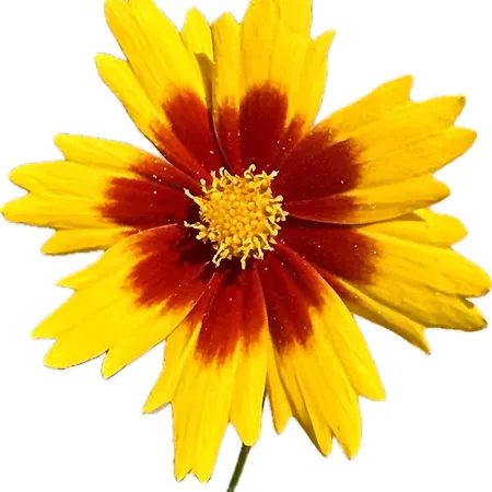 Apartamento Bergblume Wasach